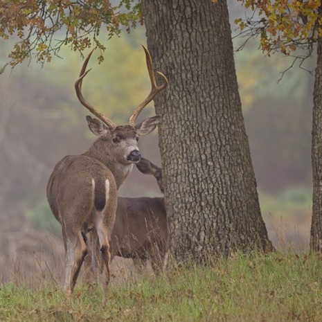 CARL ROUNDS MEMORIAL YOUTH BUCK HUNT RAFFLE TICKETS - logo
